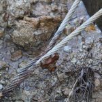 Corroded and deteriorated cable that failed and caused my seawall to breach - March 7, 2018