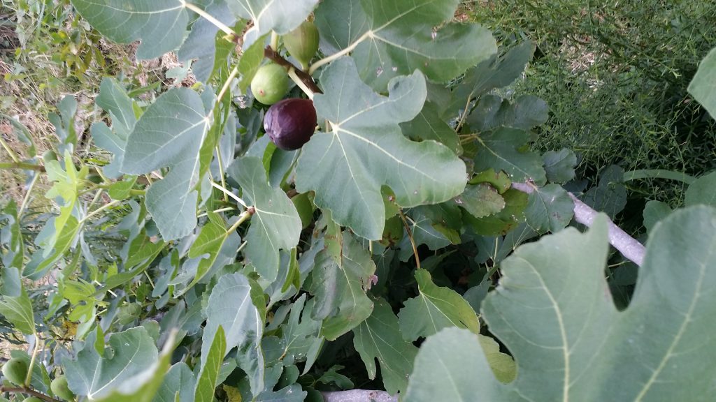 The juciest purple figs at the Toled Bend Cabin