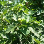 Toledo Bend Fig Tree