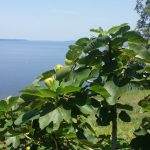 Toledo Bend Fig Tree
