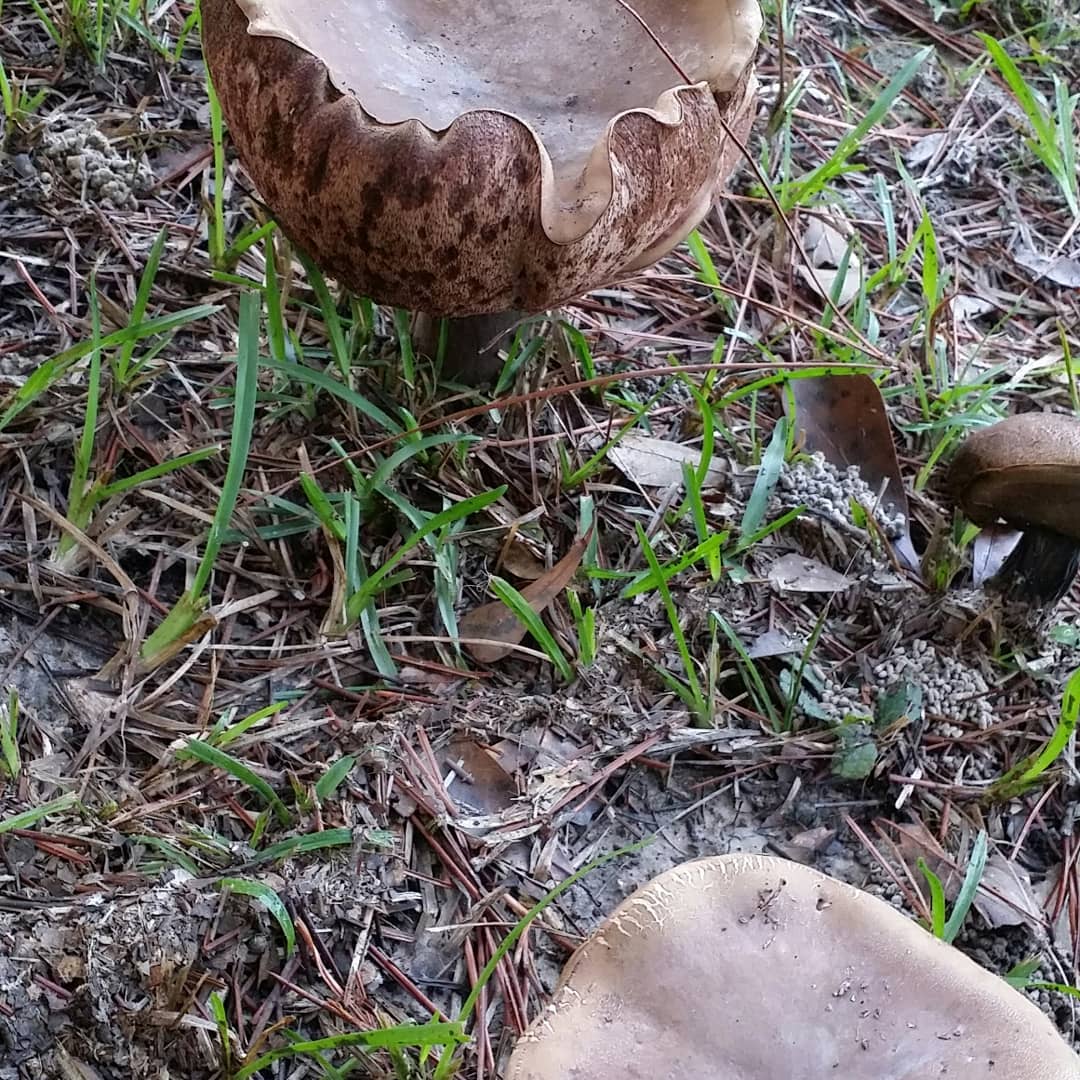 What kind of mushrooms are these?  They were found in west central Louisiana under a canopy of oak trees.

#mushroomidentification