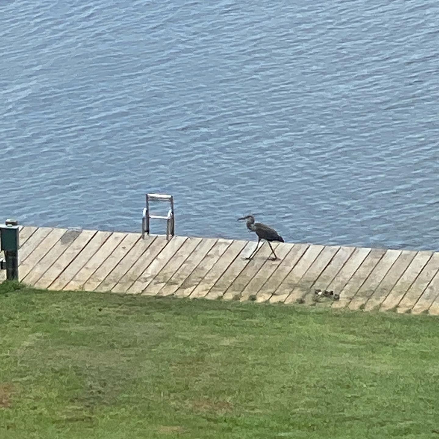 We got a friendly visitor on our dock today!! This crane was just walking down the boardwalk and enjoying his time here. #natureviewsoftoledobend #toledobendcabins #boardwalkoftoledobendcabins