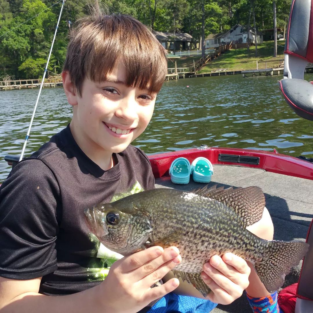 Hoping to catch lots of white perch this summer at Toledo Bend!

ToledoBendCabins.com

#whiteperch #sacalait #toledobendcabins