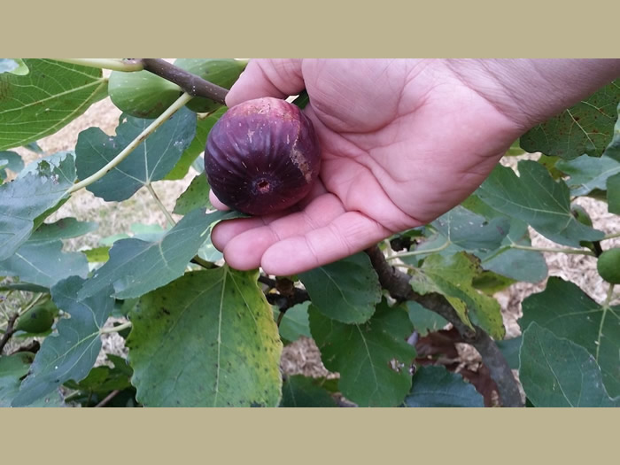 The fig tree in front of the deck is full of figs some times. Take some!