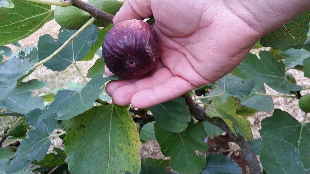 The fig tree in front of the deck is full of figs some times. Take some!