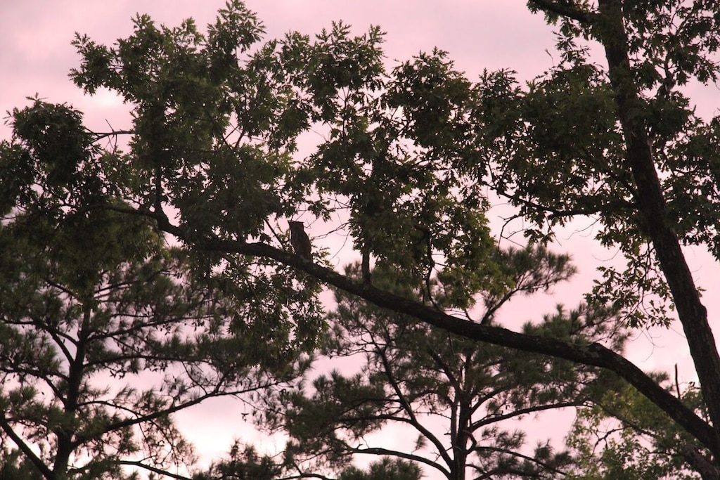 Owl at dusk perched up in a tree beside the cabin.