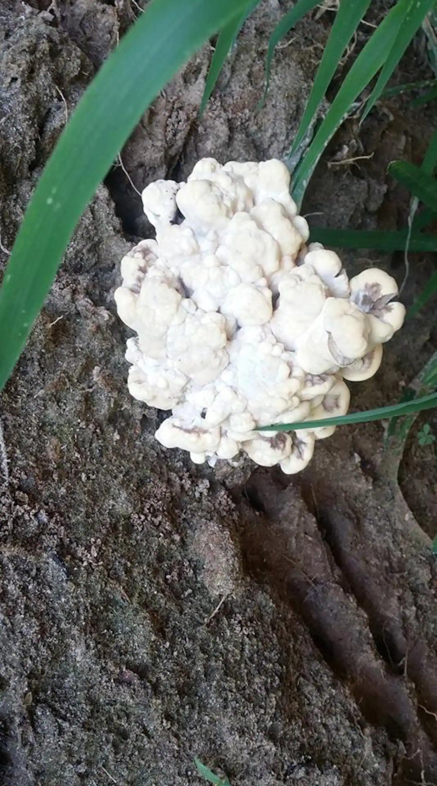 Found on the property whie foraging. This is an edible mushroom known as "Rooster of The Woods." This area is great for mushroom foraging, but be careful. Many of the mushrooms are not edible.